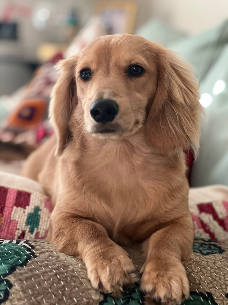 Kirby the Shop Dog